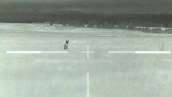 50 Coyotes Down | Coyote Hunting with the Trijicon IR Hunter MKIII 60mm Thermal Scope