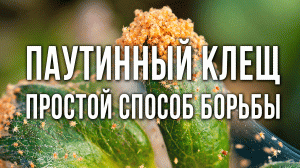 Паутинный клещ на огурцах. Как избавиться от паутинного клеща. Эффективные средства и методы борьбы.