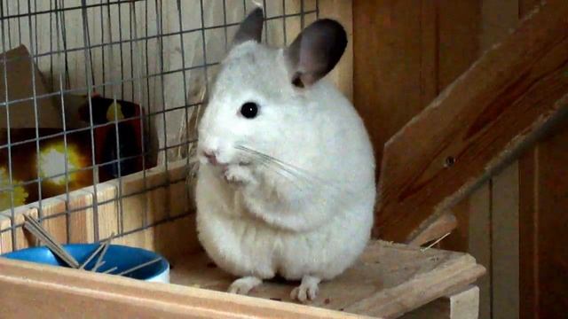 Шиншилла Бусинка кушает смотреть онлайн