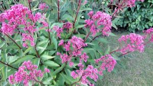 Посконник - неприхотливый декоративный многолетник для сада | Про Сад с Любовью