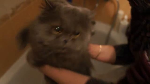 Котэ не любит мыться :( смотреть онлайн