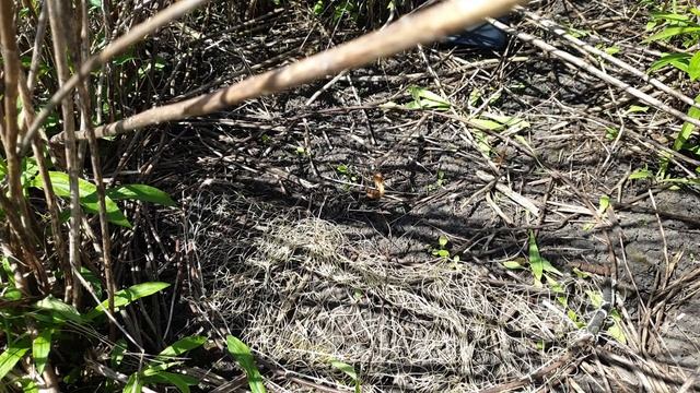 Ловля певчих птиц. Апрель 2022. Варакушки разными снастями.