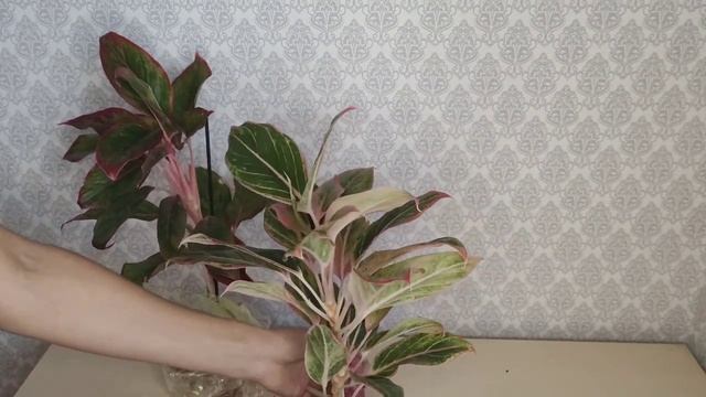 Аглаонема Крит, Сиам Аврора Пинк. Новые Аглаонемы в моей коллекции. Распаковка посылки смотреть онлайн