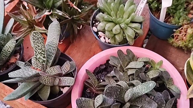 10 SUCULENTAS De SOMBRA para CULTIVAR EM APARTAMENTO OU DENTRO DE CASA + IDENTIFICAÇÃO #SUCULENTA смотреть онлайн