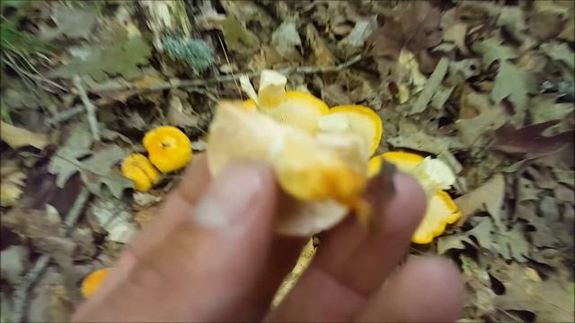 Hunting Chanterelle Mushrooms 2015. The Mother load!! смотреть онлайн