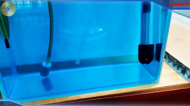 СКАЛЯРИИ. РАЗВЕДЕНИЕ СКАЛЯРИЙ. ИСКУСТВЕННАЯ ИНКУБАЦИЯ ИКРЫ