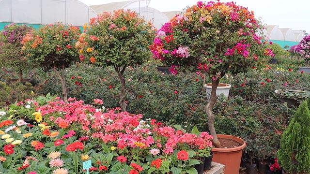 KADIYAM -2020 JAN GANGUMALLA SRI SATYANARAYANA NURSERY #kadiyam #nursery #flowers смотреть онлайн