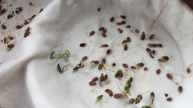 Лён! Проверка на всхожесть, энергия прорастания! смотреть онлайн