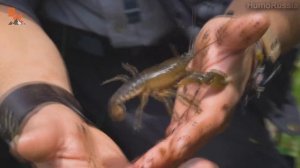 СИНИЙ РАК / НАШЛИ НОВЫЙ ВИД?! / Койот Питерсон на русском