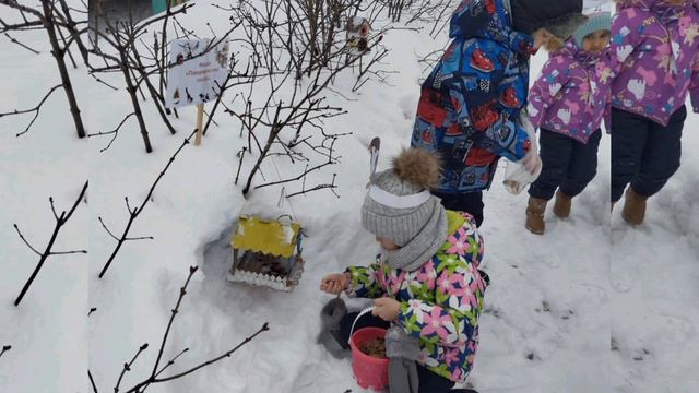 15 января- День зимующих птиц в России смотреть онлайн