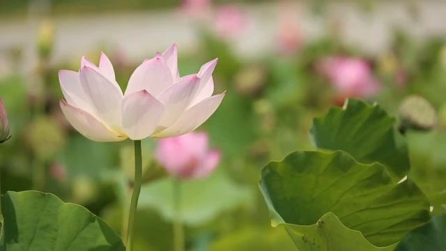 МЕНЯ НИКТО НЕ ПОНИМАЕТ - почему близкие не одобряют Ваши духовные поиски? смотреть онлайн