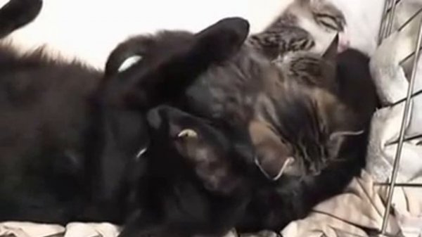 Кошка говорит с котятами