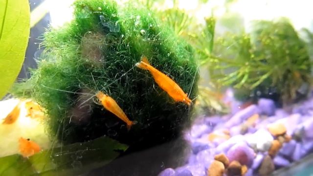 Самка и самец креветки Оранжевая сакура