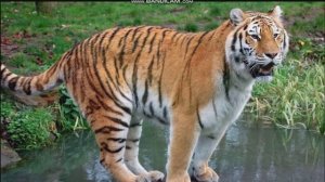 ТИГР VS ПАНТЕРА