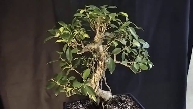 Фикус Ретуза после первичной обрезки и пересадки. смотреть онлайн