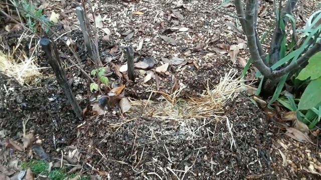 Моя посадка грибов смотреть онлайн