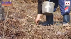 Как садят лес. Посадка соснового леса. Forest planting. Словечанско-Овруцкий кряж