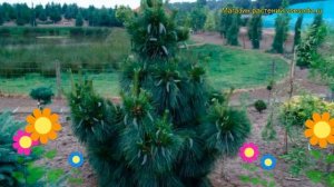 Сосна шверина Витхорст. Краткий обзор, описание характеристик, где купить pinus schwerinii Wiethors