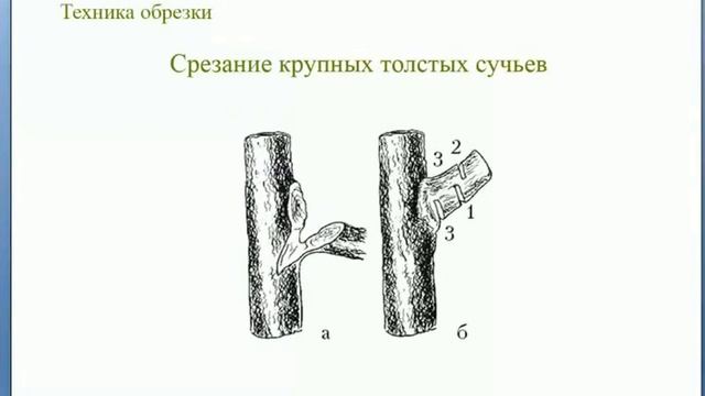 Обрезка плодовых деревьев от А до Я. Полная версия вебинара Николая Рабушко. Зачем? Как? Когда? © смотреть онлайн