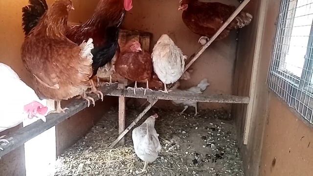 Курятник своими руками на 20 кур. смотреть онлайн