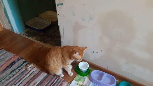 Кот ест сметану лапой смотреть онлайн