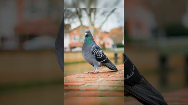 Голоса птиц (голубь) смотреть онлайн