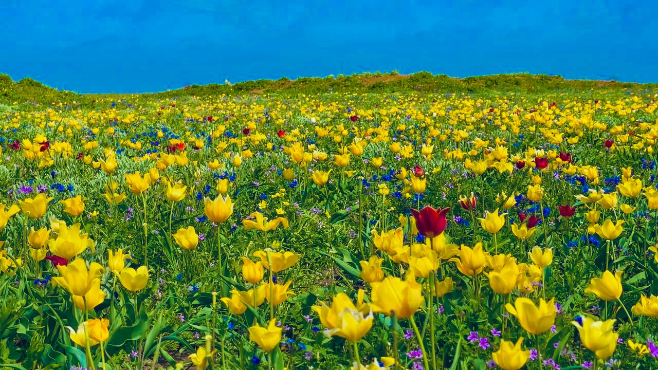 КРЫМ. БОЖЕСТВЕННОЕ МЕСТО! ОПУК Океан ДИКИХ ТЮЛЬПАНОВ, РОЗОВОЕ озеро, пляж. Пионы БЕЛОЙ СКАЛЫ 2024 смотреть онлайн