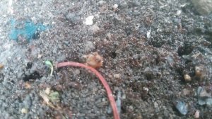 VID_20240909_152014.mp4