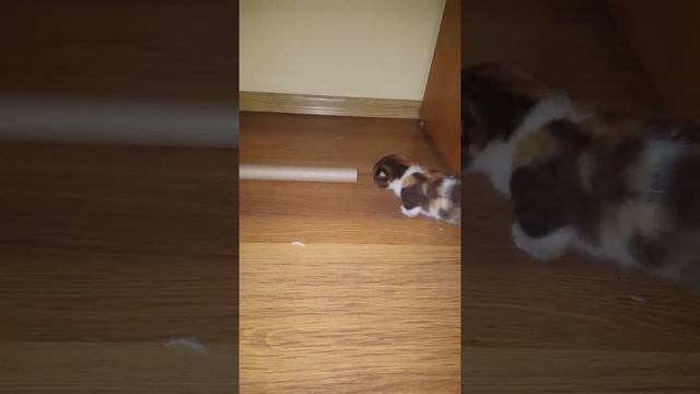 Котята манчкин смотреть онлайн