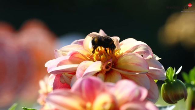 Nature Garden concept смотреть онлайн