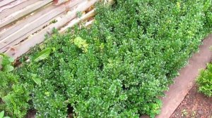 Сколько нужно времени  чтобы вырастить самшит из веточки