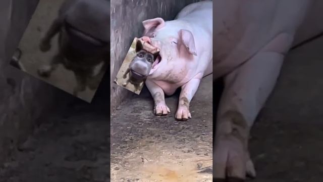 ШОК! КИРИЛЛА САЛФЕТКИНА СЪЕЛА СВИНЬЯ ИЗ СКИБИДИ ДОП ДОП И ТАНЕЦ ВЕНСДЕЙ смотреть онлайн