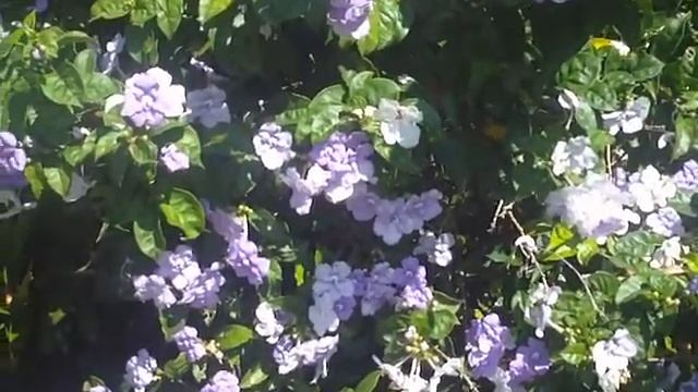 Brunfelsia Grandiflora.mp4