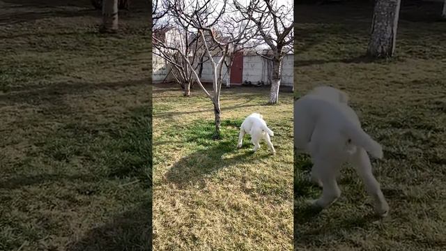 САО, алабай, Мамай Зар-Нияз смотреть онлайн