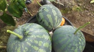 Арбузы в одной теплице с помидорами! Часть 2 Результат поразил!