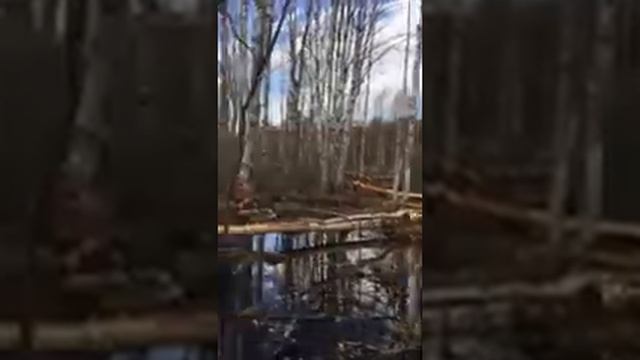 Бобровье Царство. Охота на бобра. смотреть онлайн