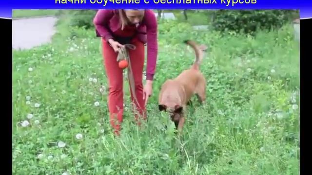 Хочу щенка! Но как его оставить дома на 5 6 часов? смотреть онлайн
