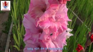 Гладиолусы 8  селекция Лазаревич Тамары