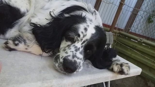 Сон в летнюю ночь...))) смотреть онлайн