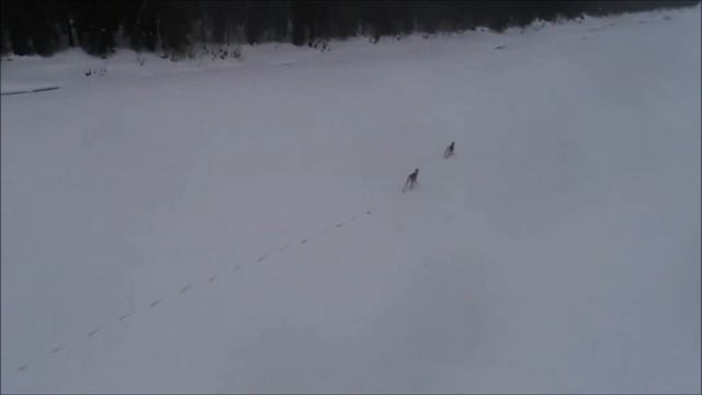 Дикий северный олень, лесной подвид смотреть онлайн