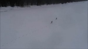 Дикий северный олень, лесной подвид