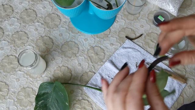 монстера, монстера альба, залита монстера альба водой, сгнили корни смотреть онлайн