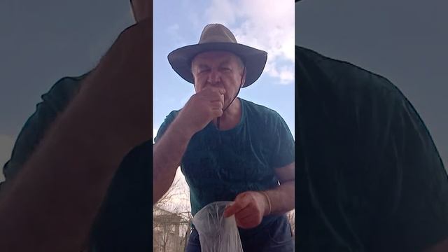 Ем яблоки моченые с базара на даче смотреть онлайн