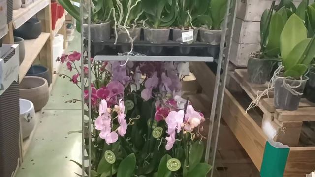 #Орхидеи?:Шикарный завоз в магазине Jardiland?