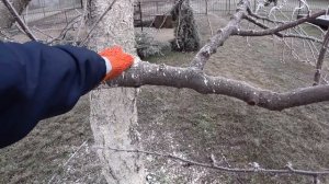 Обрезка СТАРЫХ деревьев 20 лет и БОЛЕЕ