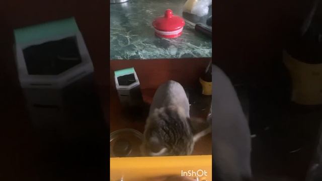 Как приготовить суп с котом смотреть онлайн