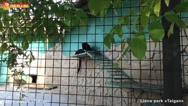 Такие разные пантеры Тайгана. Such Different Panthers Of Taigan.