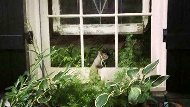 Белка 8 лет настойчиво стучала в окна людям. Узнав причину, жильцы АХНУЛИ❗ смотреть онлайн