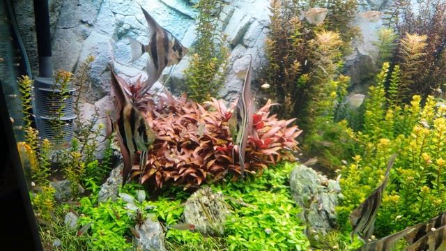 Аквариум Juwel Vision 450 со Скалярией Альтум Ориноко смотреть онлайн