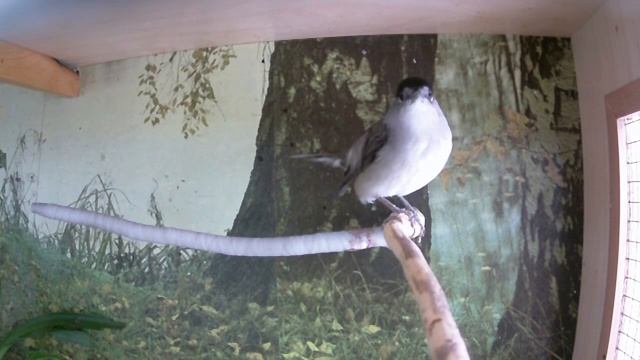 Славка черноголовая 10.01.19 смотреть онлайн